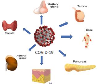 Endocrine and metabolic aspects of the COVID-19 pandemic
